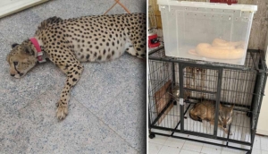 Ev değil, sanki hayvanat bahçesi: Suudi Arabistan'daki bir eve düzenlenen operasyonda çita, kurt ve piton bulundu