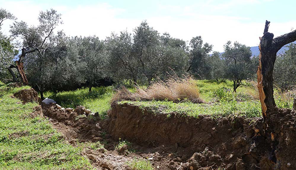 Hatay'da yaşanan depremde 80 yıllık zeytin ağacı ortadan ikiye bölündü