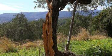 Hatay'da-yaşanan-depremde-80-yıllık-zeytin-ağacı-ortadan-ikiye-bölündü