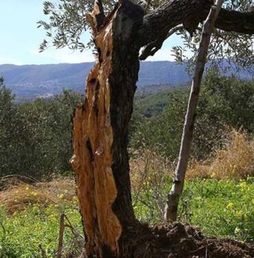 Hatay'da yaşanan depremde 80 yıllık zeytin ağacı ortadan ikiye bölündü 7 Hatay'da-yaşanan-depremde-80-yıllık-zeytin-ağacı-ortadan-ikiye-bölündü