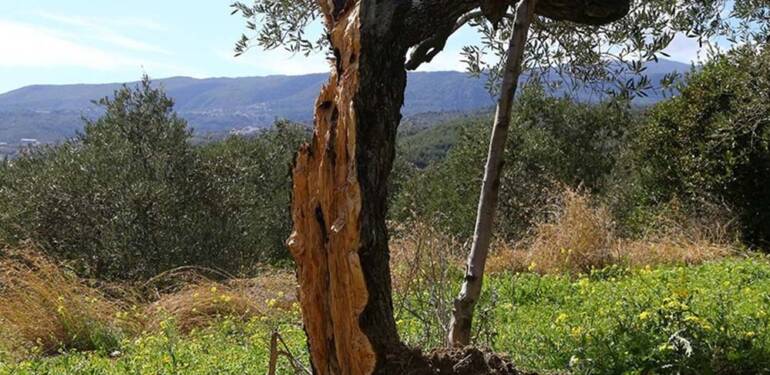 Hatay'da yaşanan depremde 80 yıllık zeytin ağacı ortadan ikiye bölündü 6 Hatay'da-yaşanan-depremde-80-yıllık-zeytin-ağacı-ortadan-ikiye-bölündü