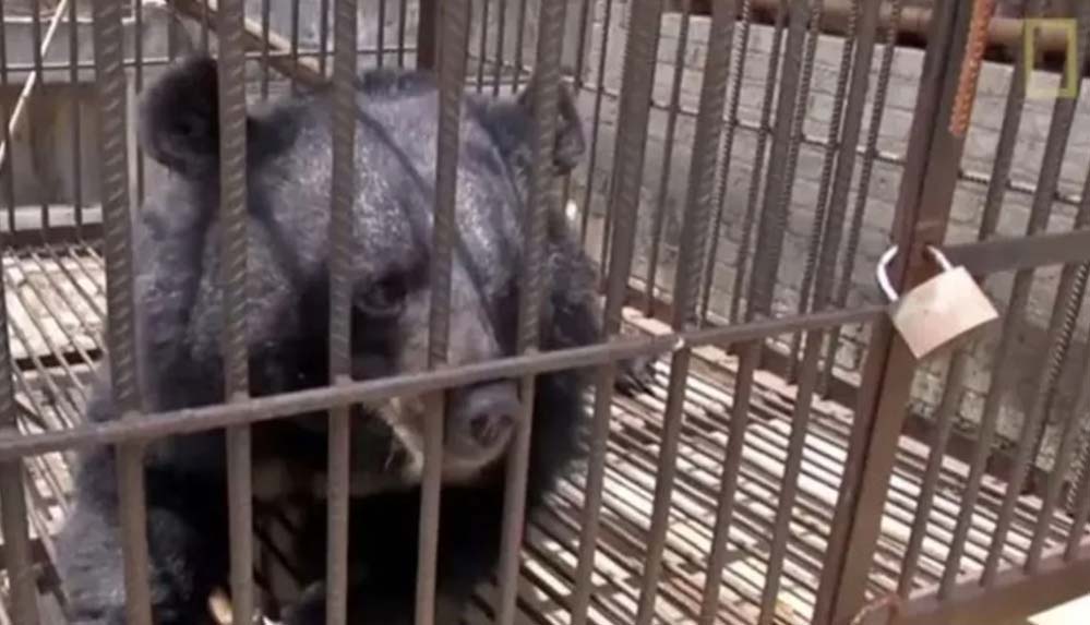 Hayatlarının şokunu yaşadılar: 'İki yıl boyunca köpek sanıp beslediler...' 3 Hayatlarının şokunu yaşadılar: 'İki yıl boyunca köpek sanıp beslediler...'