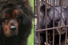 Hayatlarının şokunu yaşadılar: 'İki yıl boyunca köpek sanıp beslediler...' 4 Hayatlarının-şokunu-yaşadılar--'İki-yıl-boyunca-köpek-sanıp-beslediler...'