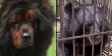 Hayatlarının-şokunu-yaşadılar--'İki-yıl-boyunca-köpek-sanıp-beslediler...'