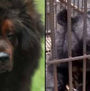 Hayatlarının şokunu yaşadılar: 'İki yıl boyunca köpek sanıp beslediler...' 2 Hayatlarının-şokunu-yaşadılar--'İki-yıl-boyunca-köpek-sanıp-beslediler...'