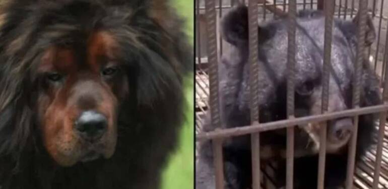 Hayatlarının şokunu yaşadılar: 'İki yıl boyunca köpek sanıp beslediler...' 1 Hayatlarının-şokunu-yaşadılar--'İki-yıl-boyunca-köpek-sanıp-beslediler...'