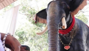 Hindistan'da tapınaktaki dini geçitte ilk kez robot fil kullanıldı: 5 kişiyi taşıyabiliyor