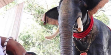 Hindistan'da-tapınaktaki-dini-geçitte-ilk-kez-robot-fil-kullanıldı--5-kişiyi-taşıyabiliyor