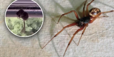 İstilacı-örümcek-kır-faresini-böyle-yedi!-O-anlar-saniye-saniye-kameraya-yansıdı