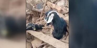 Kahramanmaraş'ta-depremden-637-saat-sonra-enkazdan-2-keçi-canlı-çıkarıldı