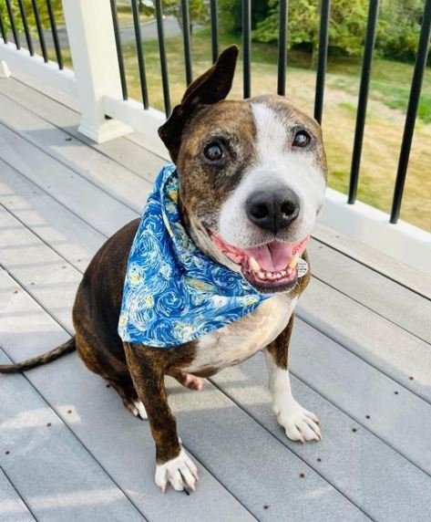 Köpek dövüşüne zorlandığı için kulağını kaybetti: Resim yapan fenomen köpek Van Gogh’un tablosuna rekor teklif