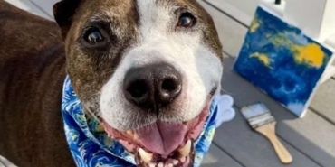 Tek-kulağı-yok-ve-resim-yapıyor--Fenomen-köpek-Van-Gogh’un-yaptığı-tabloya-rekor-teklif