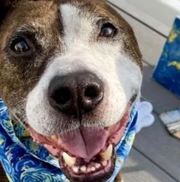 Köpek dövüşüne zorlandığı için kulağını kaybetti: Resim yapan fenomen köpek Van Gogh’un tablosuna rekor teklif 2 Tek-kulağı-yok-ve-resim-yapıyor--Fenomen-köpek-Van-Gogh’un-yaptığı-tabloya-rekor-teklif