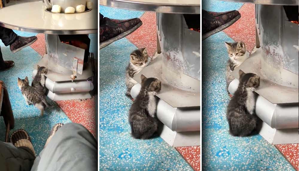 'Yavru kedi şarj istasyonu' videosu sosyal medyada gündem oldu: Üşüyen kediler bakın ne yaptılar…