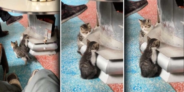 'Yavru-kedi-şarj-istasyonu'-videosu-sosyal-medyada-gündem-oldu--Üşüyen-kediler-bakın-ne-yaptılar…