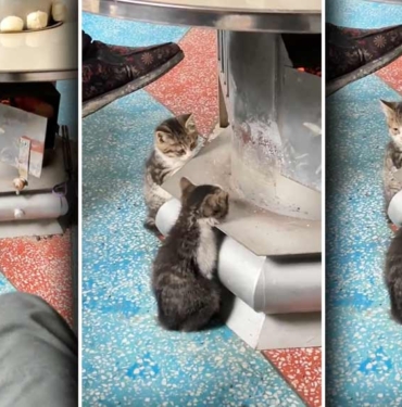 'Yavru kedi şarj istasyonu' videosu sosyal medyada gündem oldu: Üşüyen kediler bakın ne yaptılar… 2 'Yavru-kedi-şarj-istasyonu'-videosu-sosyal-medyada-gündem-oldu--Üşüyen-kediler-bakın-ne-yaptılar…