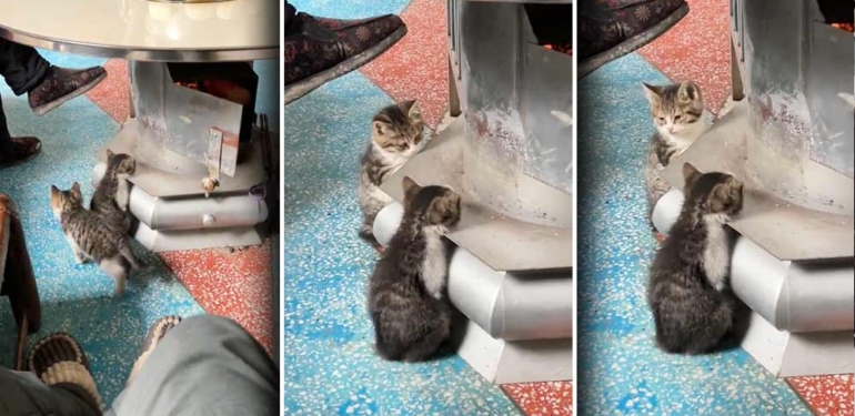 'Yavru-kedi-şarj-istasyonu'-videosu-sosyal-medyada-gündem-oldu--Üşüyen-kediler-bakın-ne-yaptılar…