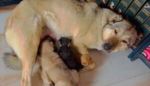 Anne köpek, sokağa atılmış halde bulununan 3 yavru kediyi böyle sahiplendi
