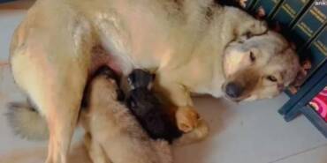 Anne-köpek,-sokağa-atılmış-halde-bulununan-3-yavru-kediyi-böyle-sahiplendi