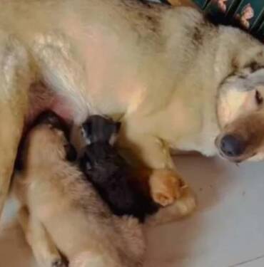 Anne köpek, sokağa atılmış halde bulununan 3 yavru kediyi böyle sahiplendi 7 Anne-köpek,-sokağa-atılmış-halde-bulununan-3-yavru-kediyi-böyle-sahiplendi
