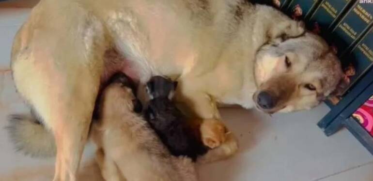 Anne köpek, sokağa atılmış halde bulununan 3 yavru kediyi böyle sahiplendi 6 Anne-köpek,-sokağa-atılmış-halde-bulununan-3-yavru-kediyi-böyle-sahiplendi