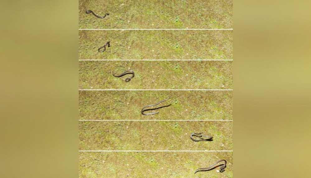 Bilim dünyasında ilk: Takla atan yılan görüntülendi