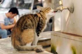 Dünyada-600-milyon-sokak-hayvanının-bulunduğu-tahmin-ediliyor...-En-çok-sokak-hayvanı-hangi-ülkede-