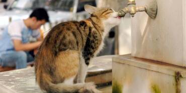 Dünyada-600-milyon-sokak-hayvanının-bulunduğu-tahmin-ediliyor...-En-çok-sokak-hayvanı-hangi-ülkede-