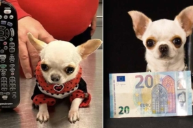Dünyanın en kısa köpeği Pearl 9.14 cm ile Guinness Rekorlar Kitabı'nda! Sadece tavuk ve somon balığı tüketiyor 4 Dünyanın-en-kısa-köpeği-Pearl-9.14-cm-ile-Guinness-Rekorlar-Kitabı'nda