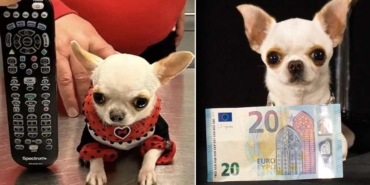 Dünyanın-en-kısa-köpeği-Pearl-9.14-cm-ile-Guinness-Rekorlar-Kitabı'nda