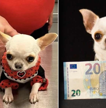 Dünyanın en kısa köpeği Pearl 9.14 cm ile Guinness Rekorlar Kitabı'nda! Sadece tavuk ve somon balığı tüketiyor 4 Dünyanın-en-kısa-köpeği-Pearl-9.14-cm-ile-Guinness-Rekorlar-Kitabı'nda