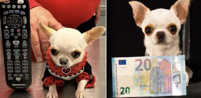 Dünyanın en kısa köpeği Pearl 9.14 cm ile Guinness Rekorlar Kitabı'nda! Sadece tavuk ve somon balığı tüketiyor 1 Dünyanın-en-kısa-köpeği-Pearl-9.14-cm-ile-Guinness-Rekorlar-Kitabı'nda