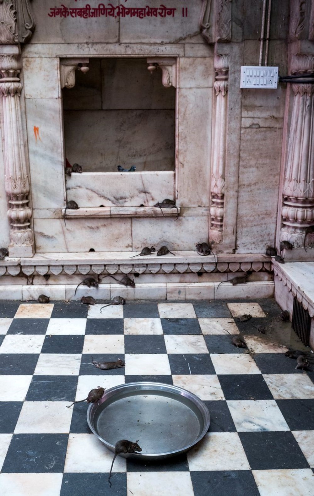 Hindistan’da ‘kutsal fareler’ tapınağına yoğun ilgi: Dokunmak yasak, süt getirmek sevap