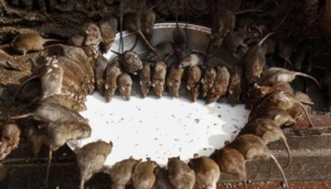 Hindistan’da ‘kutsal fareler’ tapınağına yoğun ilgi: Dokunmak yasak, süt getirmek sevap