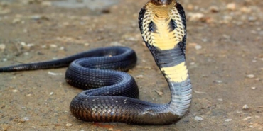 Kokpite-giren-kobra-yılanı-acil-iniş-yaptırdı-