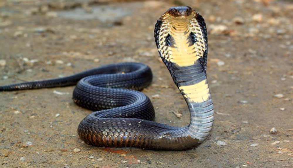 Kokpite giren kobra yılanı acil iniş yaptırdı