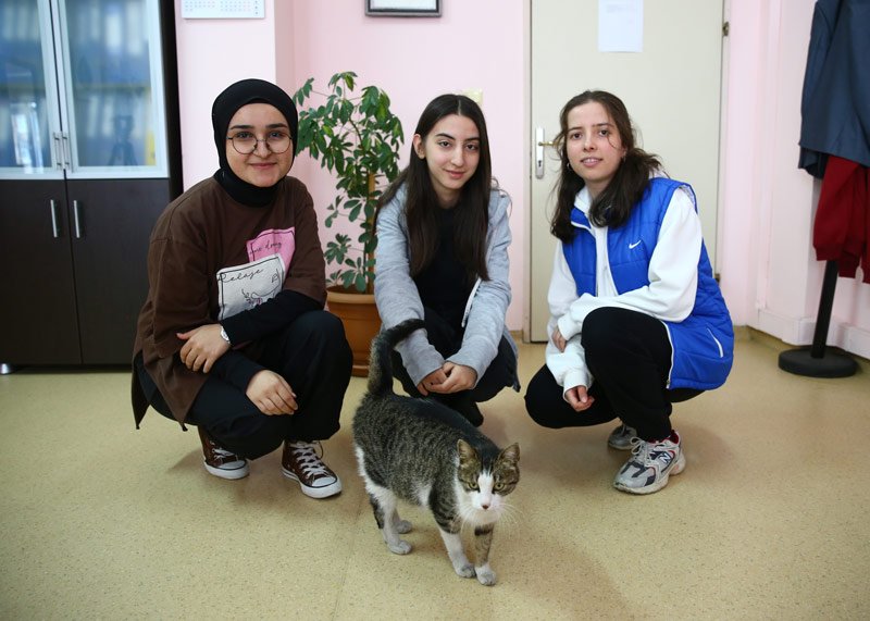 Tedavi ücreti için para topladılar: Öğrencilerin ölmek üzereyken kurtardığı kedi okulun maskotu oldu