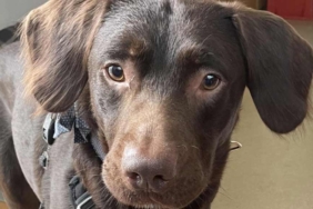Sahibinin etrafta bıraktığı içkileri içen köpek alkol bağımlısı oldu 2 Sahibinin-etrafta-bıraktığı-içkileri-içen-köpek-alkol-bağımlısı-oldu