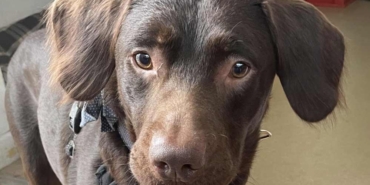 Sahibinin-etrafta-bıraktığı-içkileri-içen-köpek-alkol-bağımlısı-oldu