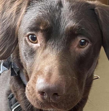 Sahibinin-etrafta-bıraktığı-içkileri-içen-köpek-alkol-bağımlısı-oldu