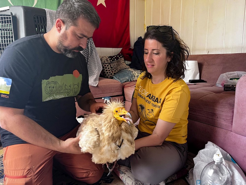Uydudan takip edilen akbaba Midas 1 yılda 32 bin kilometre uçtu: 9 ülkeyi dolaştı, Eskişehir'e döndü