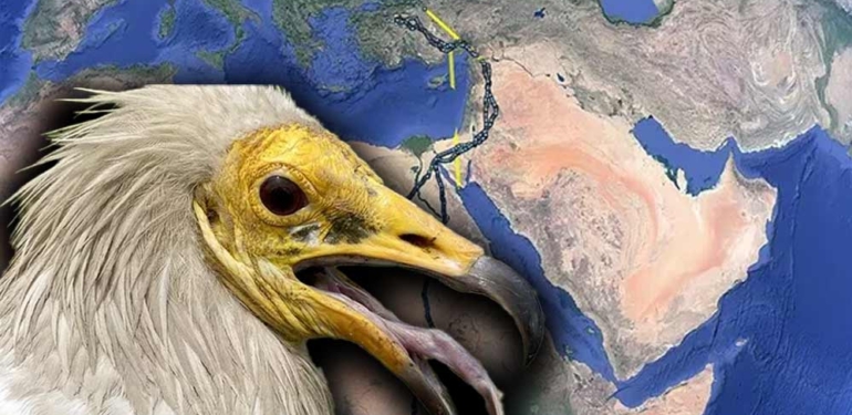 Uydudan takip edilen akbaba Midas 1 yılda 32 bin kilometre uçtu: 9 ülkeyi dolaştı, Eskişehir'e döndü 6 Uydudan-takip-edilen-akbaba-Midas-1-yılda-32-bin-kilometre-uçtu--9-ülkeyi-dolaştı,-Eskişehir'e-döndü