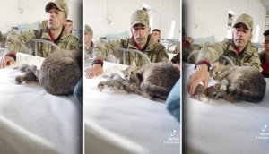 Yürek ısıtan görüntüler: Koğuşta doğum yapan kediye Mehmetçik sahip çıktı