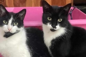 Britanya’da hırsız kedi: Eşyaları çalıp eve getiriyor 3 Britanya’da-hırsız-kedi--Eşyaları-çalıp-eve-getiriyor