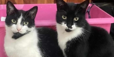 Britanya’da-hırsız-kedi--Eşyaları-çalıp-eve-getiriyor