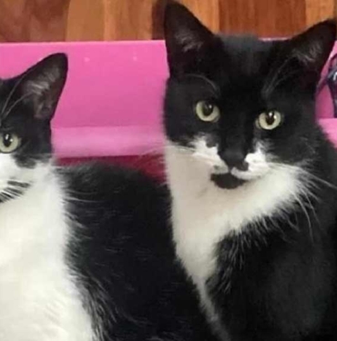 Britanya’da hırsız kedi: Eşyaları çalıp eve getiriyor 5 Britanya’da-hırsız-kedi--Eşyaları-çalıp-eve-getiriyor