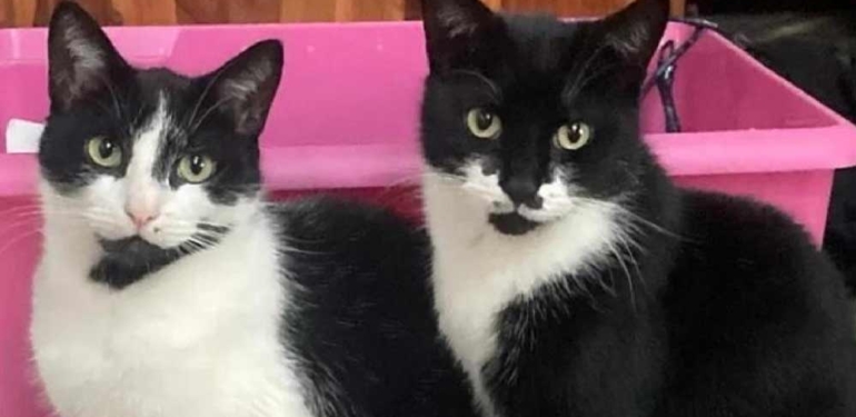 Britanya’da hırsız kedi: Eşyaları çalıp eve getiriyor 6 Britanya’da-hırsız-kedi--Eşyaları-çalıp-eve-getiriyor