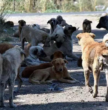Köpeklerle ilgili bilinmesi gerekenler: Sokak köpekleri neden saldırır? 3 Köpeklerle-ilgili-bilinmesi-gerekenler--Sokak-köpekleri-neden-saldırır-