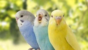 Muhabbet kuşları nasıl konuşturulur? Muhabbet kuşu nasıl eğitilir? İşte muhabbet kuşlarını konuşturacak ipuçları...