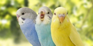 Muhabbet-kuşu-nasıl-konuşturulur--Muhabbet-kuşu-nasıl-eğitilir--İşte-muhabbet-kuşunu-konuşturacak-yöntemler…